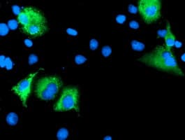 Monoclonal Mouse anti-Human P3H1 / LEPRE1 Antibody (clone OTI1B4, IF, WB)