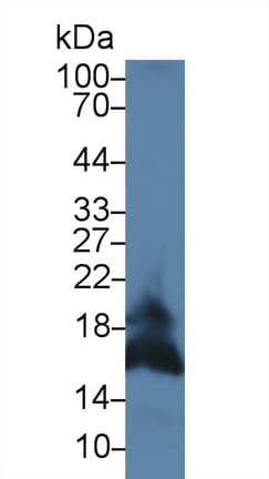 FASLG / Fas Ligand Antibody (aa132-279, PE)