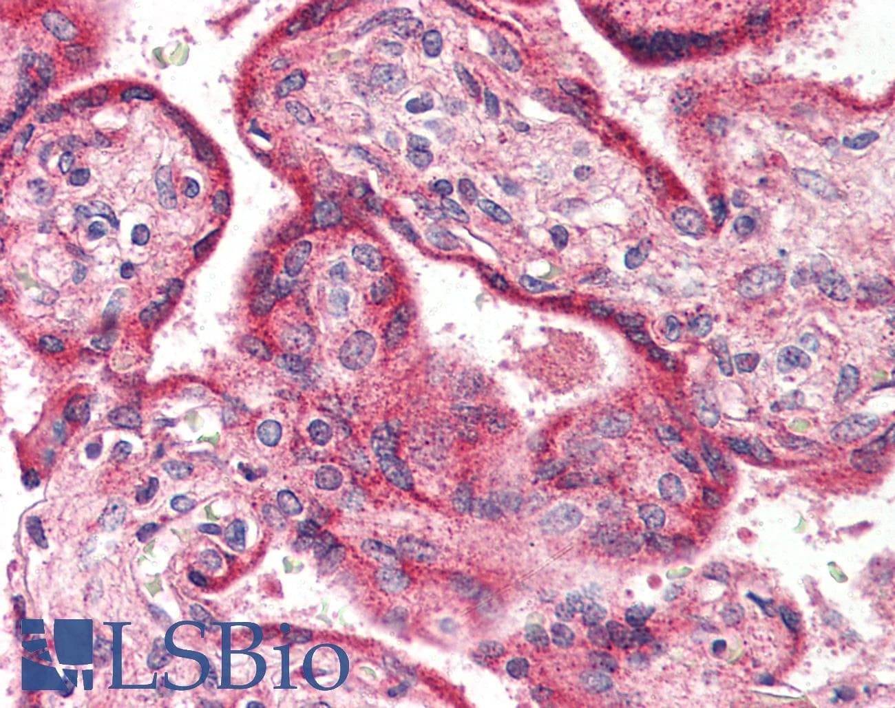 IHC-plus™ Encephalopsin / OPN3 Antibody (Internal)