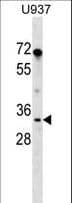 PPIE / Cyclophilin E Antibody (aa22-49)