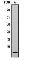 Histone H4 Antibody (Acetyl-Lys8)