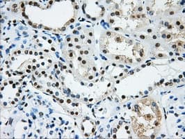 HNRNPF / hnRNP F Antibody (clone OTI5F5)