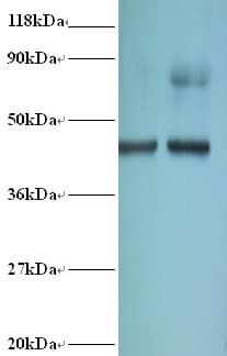 EIF4A2 Antibody (Biotin)