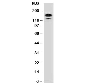 MSH6 Antibody (clone MTS6-1, Azide-free, BSA-free)