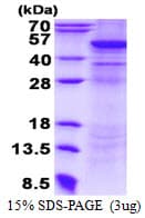 Human QCR2 / UQCRC2 Protein (Recombinant His)