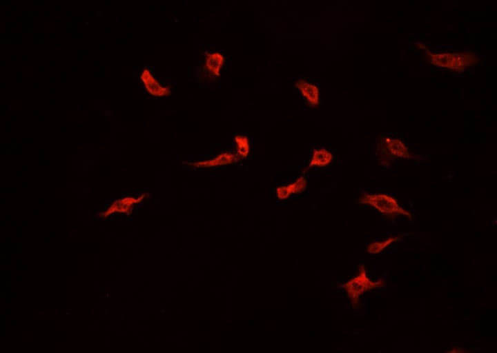 Polyclonal Rabbit anti-Human COPS3 / CSN3 Antibody (IF, WB)