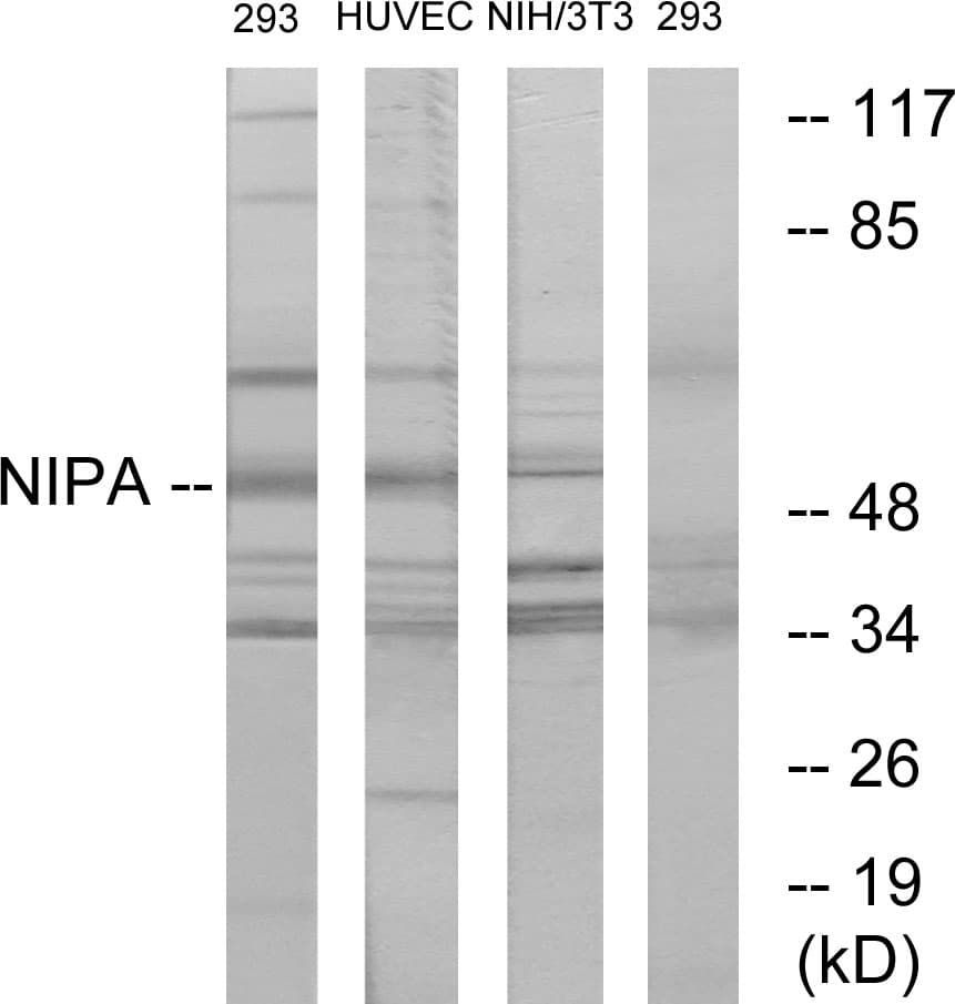 IHC-plus™ ZC3HC1 / NIPA Antibody (aa320-369)