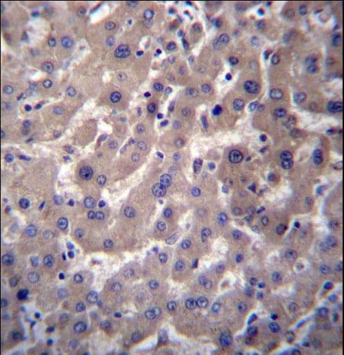 Polyclonal Rabbit anti-Human GGT7 Antibody (aa24-53, IHC, WB)