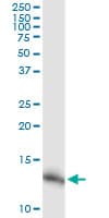 NDUFA5 Antibody (clone 4A2)