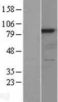 RPS6KA6 / RSK4 Protein (Over-Expression Lysate Myc-DDK (Flag))