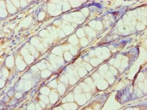 SHMT / SHMT1 Antibody (aa324-483)