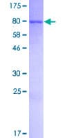 Human RBM46 Protein (Recombinant GST)