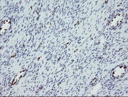 TLE1 / TLE 1 Antibody (aa180-460, clone OTI1F9)