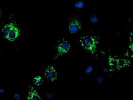 CYB5R1 Antibody (clone OTI3G2)
