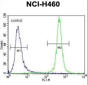 Polyclonal Rabbit anti-Human MST1 Antibody (aa454-483, IHC, WB)