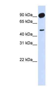 ADD2 Antibody (aa648-697)