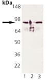 Monoclonal Rat anti-Human HSP90AA / HSP90 Alpha Antibody (clone 9D2, HRP, WB)