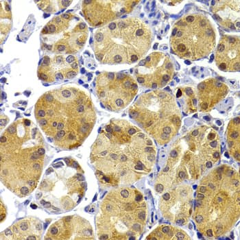 TRAF3 Antibody