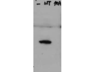 Polyclonal Rabbit anti-Human HAUS8 Antibody (phospho-Ser70, WB)
