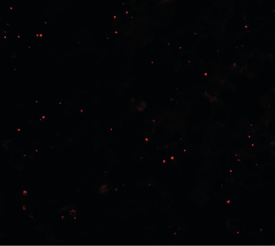 IHC-plus™ CCP110 Antibody