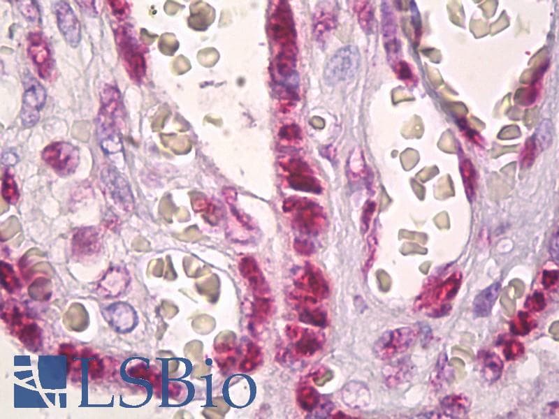 IHC-plus™ Histone H2A Antibody (aa1-50)