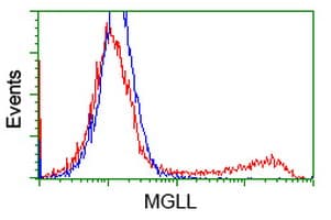 Monoclonal Mouse anti-Human MGLL / Monoacylglycerol Lipase Antibody (clone OTI 2B6, IHC, WB)