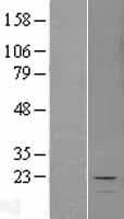 GLOD2 / MCEE Protein (Over-Expression Lysate Myc-DDK (Flag))