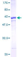 Human Scramblase / PLSCR1 Protein (Recombinant GST)