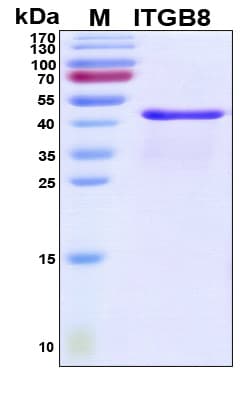 Human ITGB8 / Integrin Beta 8 Protein (Recombinant His, N-Terminal)