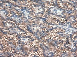 CPA1 / Carboxypeptidase A Antibody (clone OTI4F1)