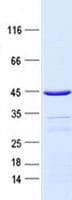 Human DAT1 / LMO3 Protein (Recombinant GST, N-terminus + His, C-terminus)