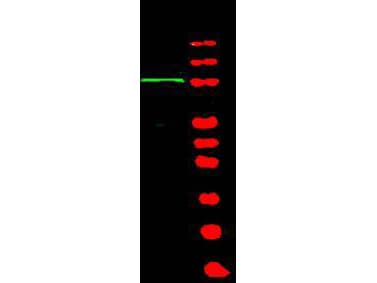 IHC-plus™ BACH1 Antibody