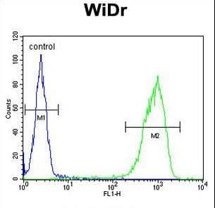 Polyclonal Rabbit anti-Human TANK Antibody (aa88-114, IHC, WB)