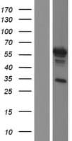 Human PAX7 Protein (Over-Expression Lysate Myc-DDK (Flag))