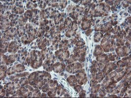 XTP4 / C17orf37 Antibody (clone OTI2D5)