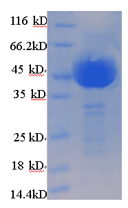 Bacillus thuringiensis Crystal Protein cry1Ac (Recombinant His)