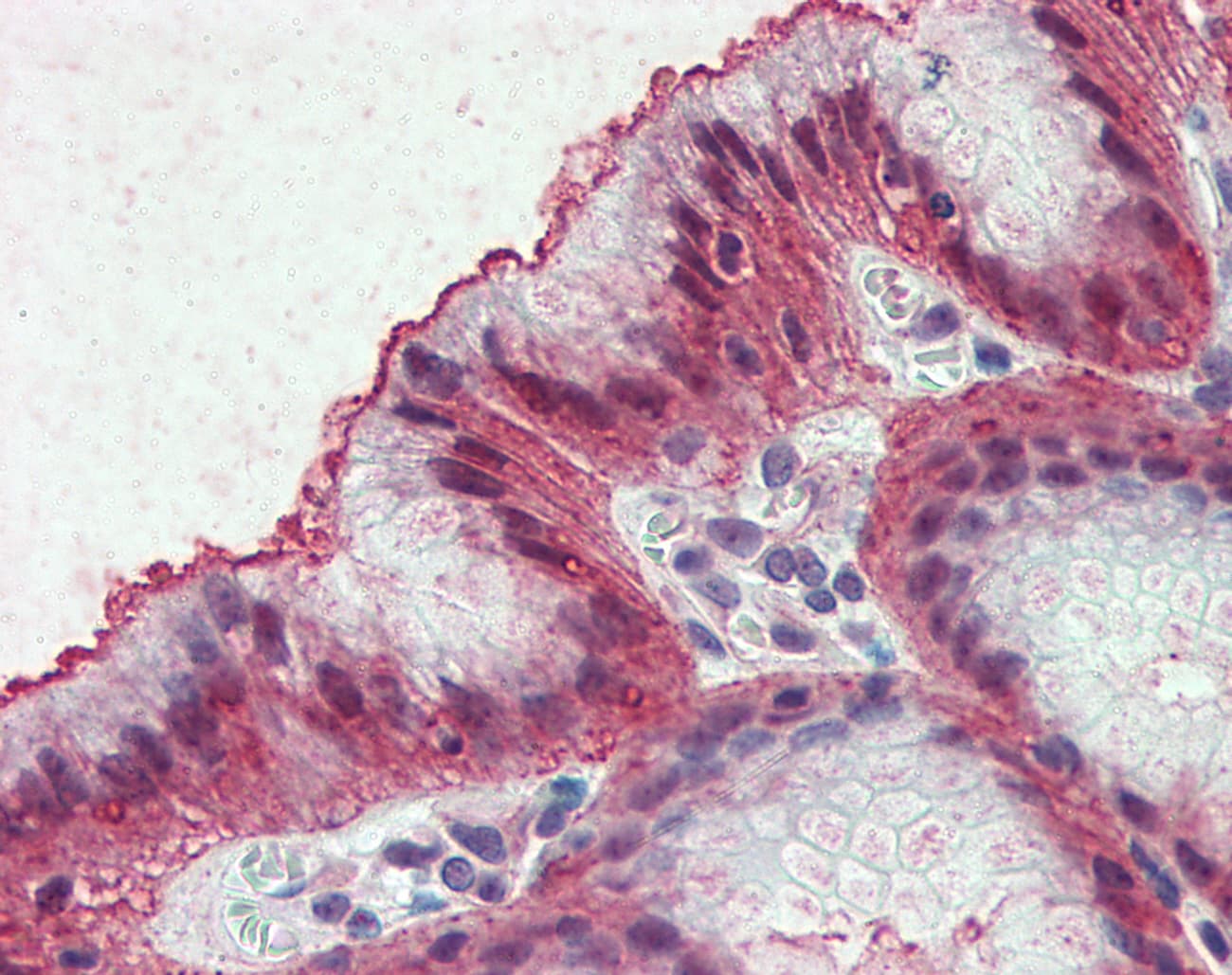 IHC-plus™ Polyclonal Rabbit anti-Human EMB/ Embigin Antibody (Internal, IHC)