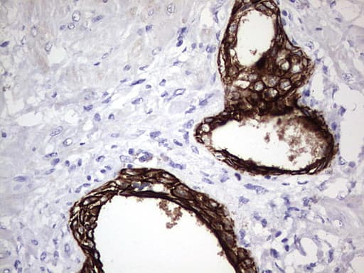 ENKUR Antibody (clone OTI6C10, Carrier-free)