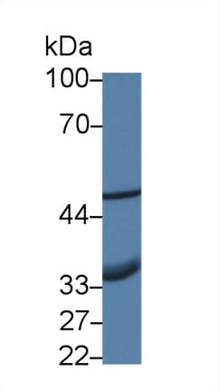 AIM2 Antibody (aa1-343, Biotin)