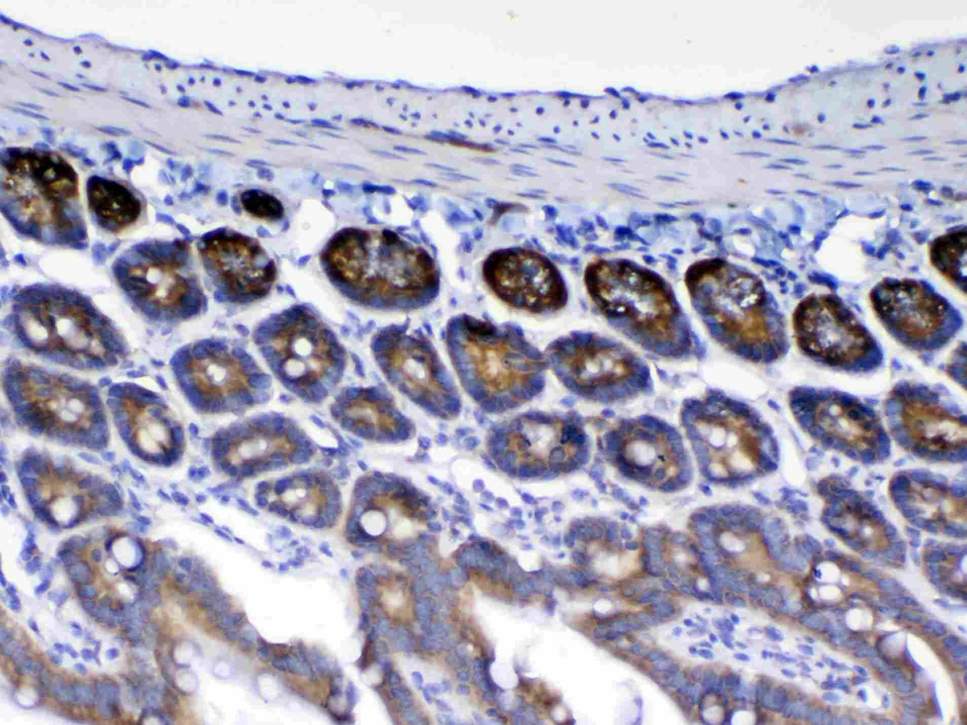 Polyclonal Rabbit anti-Rat WFDC2 / HE4 Antibody (IHC, WB)