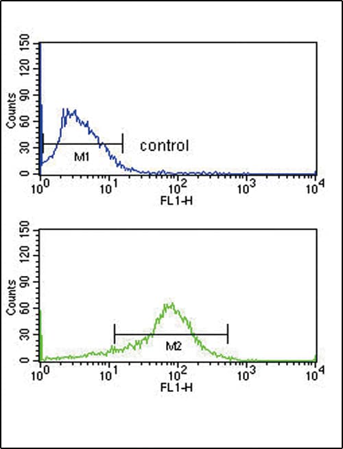 Polyclonal Rabbit anti-Human APEX2 Antibody (aa143-171, IHC, IF, WB)