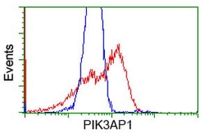 Monoclonal Mouse anti-Human BCAP / PIK3AP1 Antibody (clone OTI1C3, IF, WB)