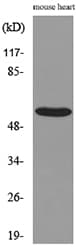 SCG3 / Secretogranin 3 Antibody
