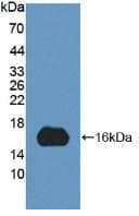 MYCBP Antibody (aa2-103, Biotin)
