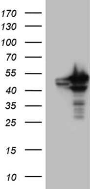 BAG5 Antibody (clone OTI2C7)