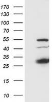 SSX1 Antibody (clone OTI1E10)
