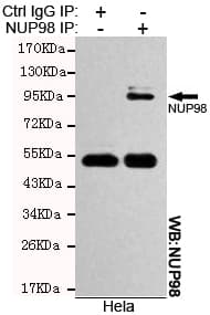 Monoclonal Mouse anti-Human NUP98 Antibody (WB)