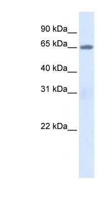 ALB / Serum Albumin Antibody (aa108-157)