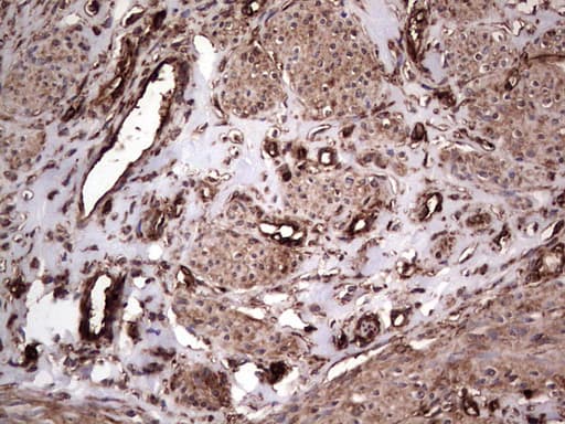 PKM2 Antibody (clone 1G10)