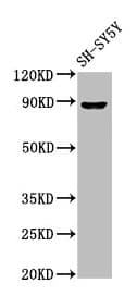 Polyclonal Rabbit anti-Human NXF / NPAS4 Antibody (IHC, WB)